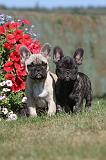 BOULEDOGUE FRANCAIS 261